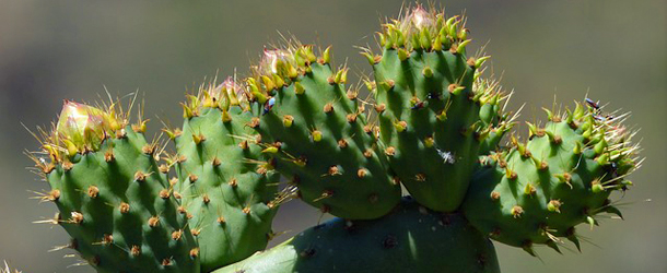Kaktus und Wohnen
