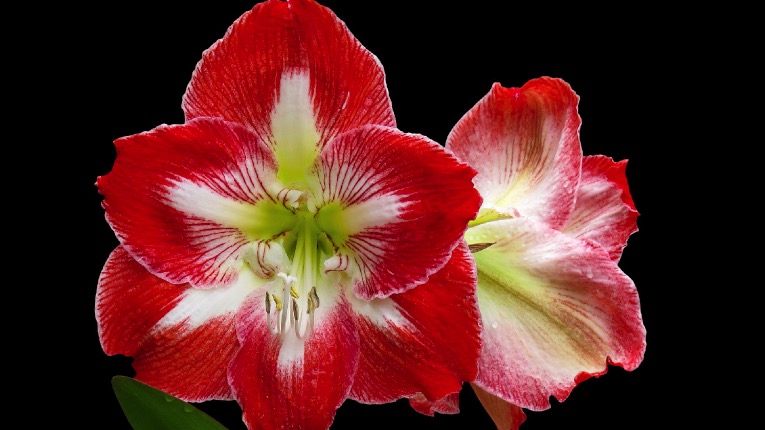 Amaryllis zu Weihnachten vortreiben 