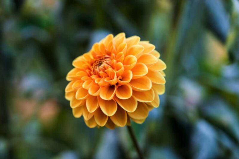 Zauberhafte Balkonblumen für den Herbst