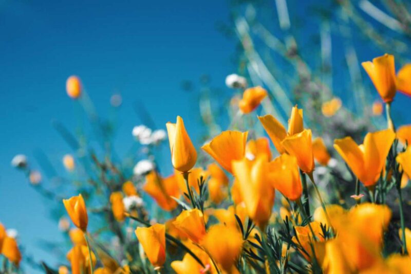 Bunte Blüten für den Sommer