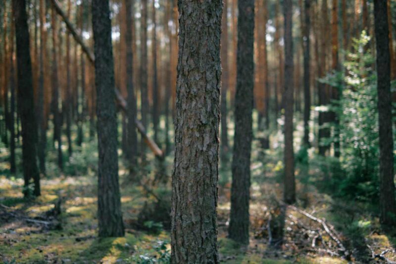 Natürliche Desinfektion in der Wildnis