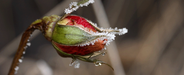 Wintervorbereitungen im Garten und am Balkon