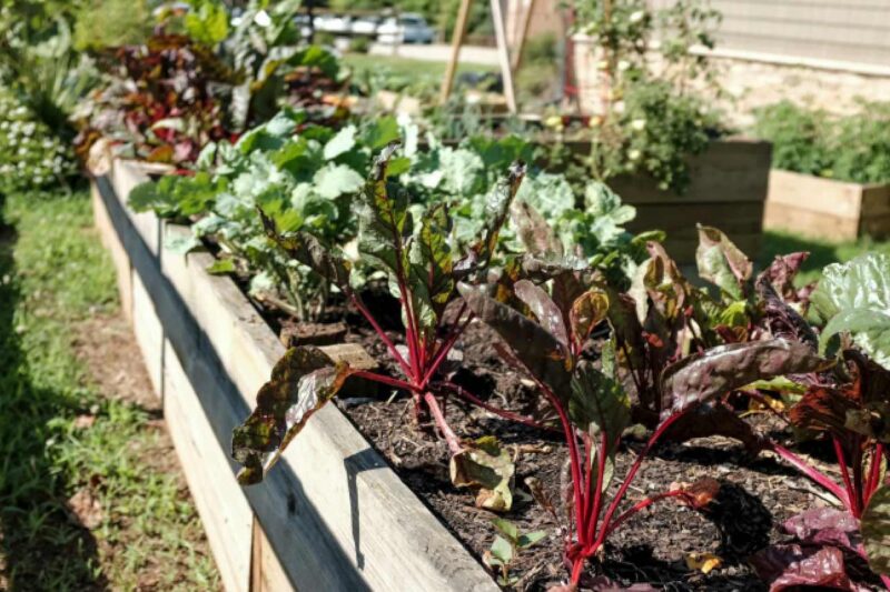 Fünf Gemüsearten für Gartenanfänger