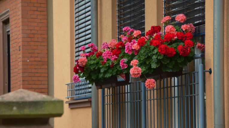 Moderne Geraniensorten für Balkone