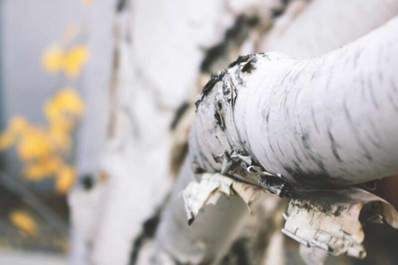 Die heilende Kraft der Natur – Für nachhaltig positive Resultate