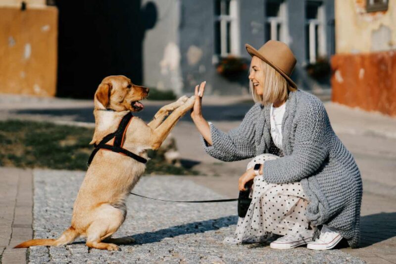 Weshalb man mit Hund gesünder lebt