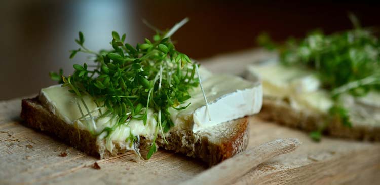 Kräuterfrische selbst gezogen