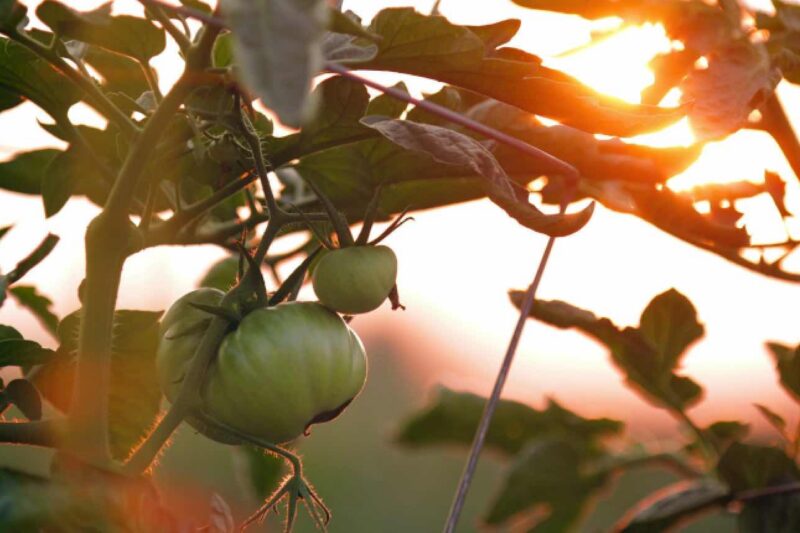 Kübelgarten mit Gemüse anlegen