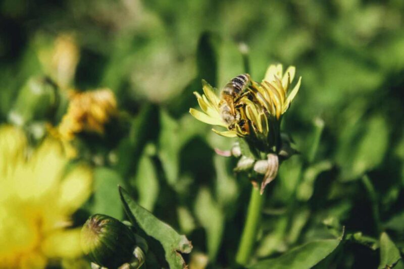 Kleine Lebensräume für Wildbienen schaffen