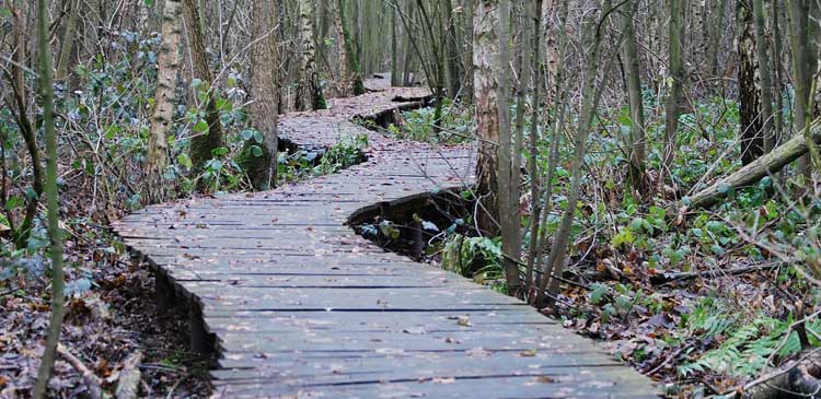 Nordic-Walking
