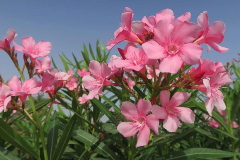 Oleander vermehren 