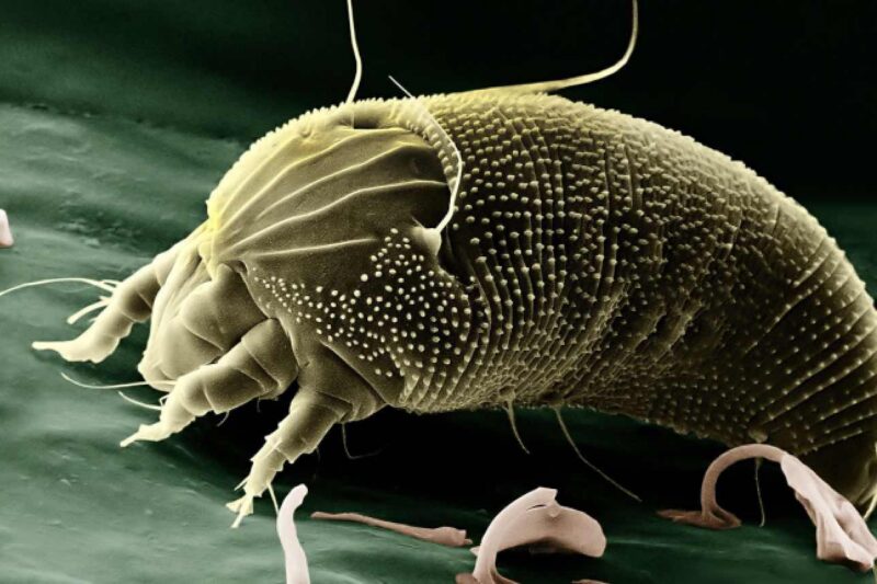Ungeliebte Parasiten in der Wohnung