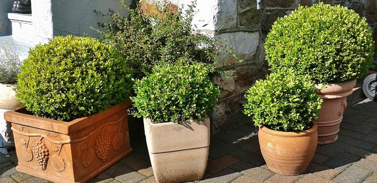 So trocknen Pflanzen in Blumenkübeln nicht aus