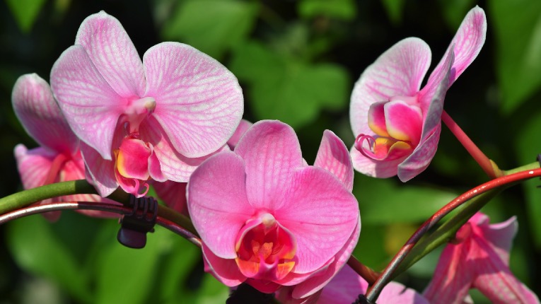 So pflegst du die Orchideen richtig 