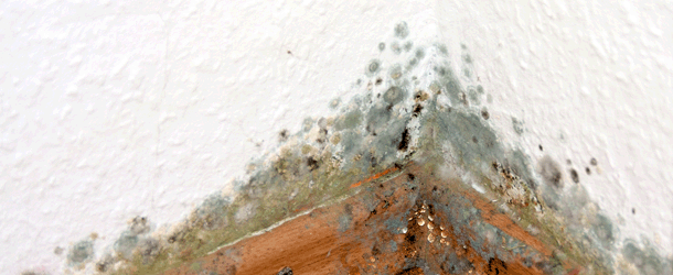 Schimmel im Haus