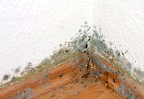 Hilfe bei Schimmel in der Wohnung