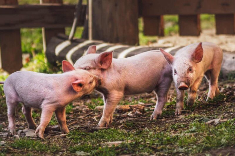 Einmal richtig Schwein haben, toll!