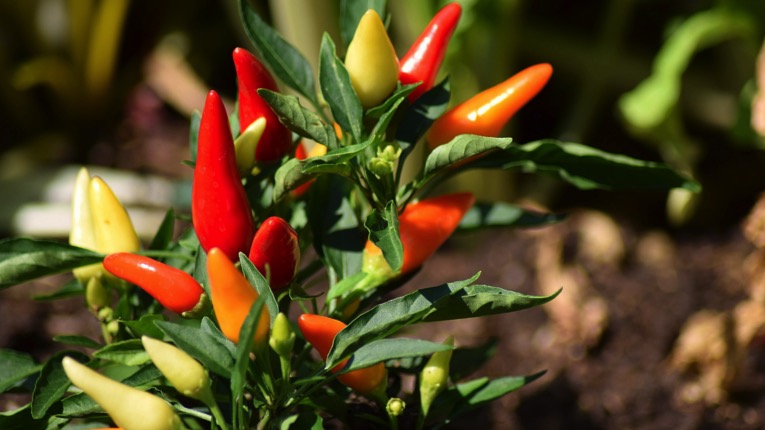 Urbangardening auf dem Balkon