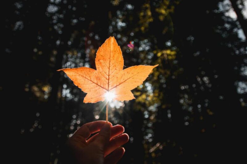 So geniessen Sie die Vorfreude auf den Herbst