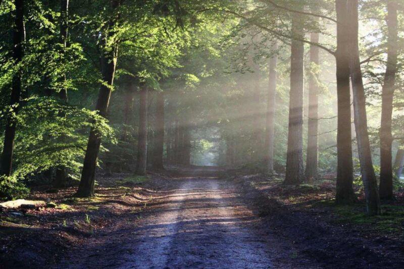 Waldbaden: Natur-Wellness