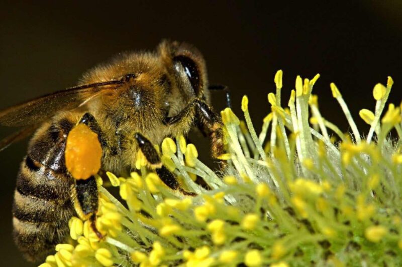Der insektenfreundliche Garten 