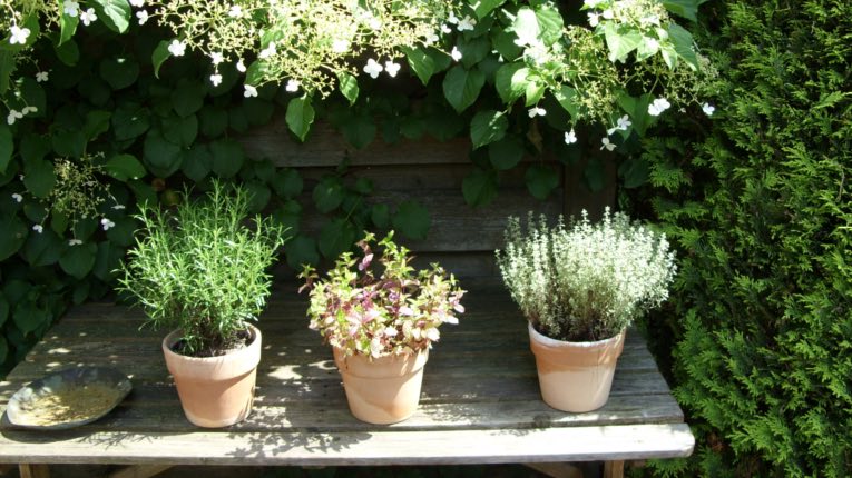 Eigene Garten- und Küchenkräuter